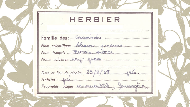 Herbarium