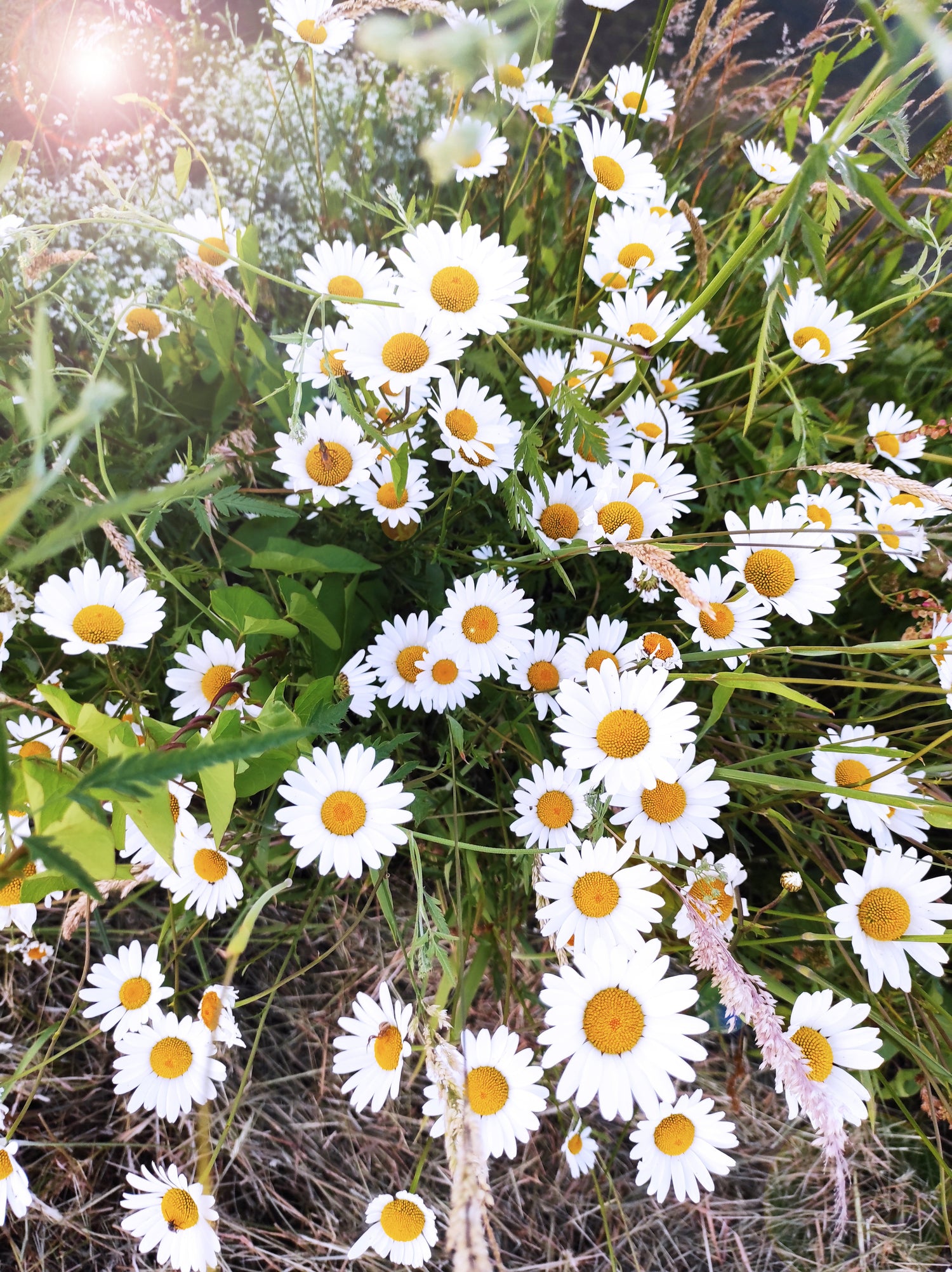 Prairie