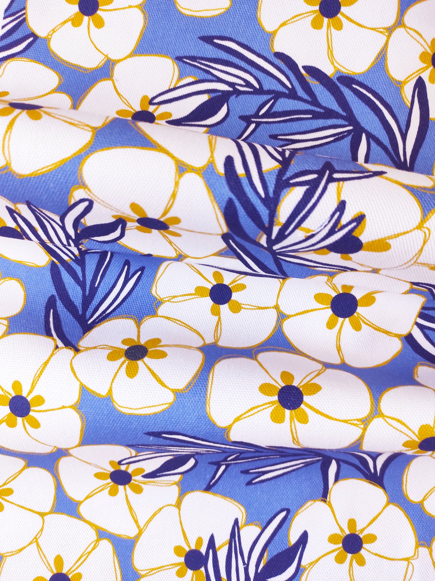 Cistes - Fond blanc
