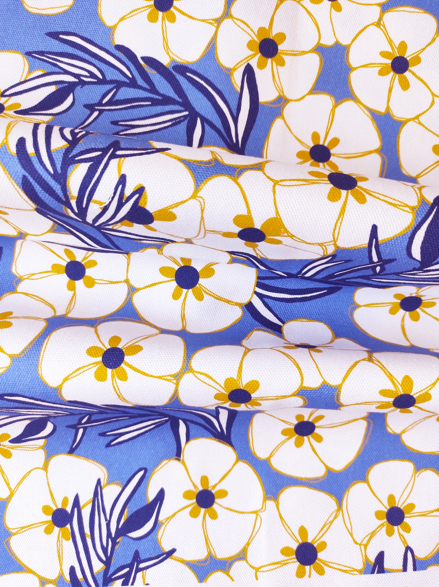 Cistes - Fond blanc